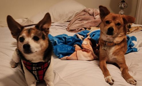 Camille's Critter Care