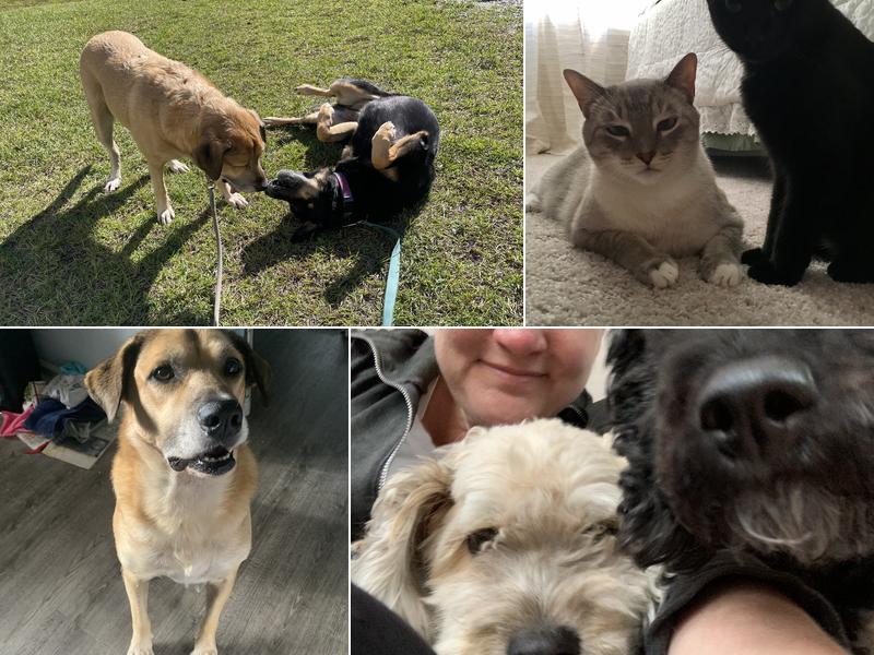 Wet Nose Warm Heart Pet Sitting, LLC