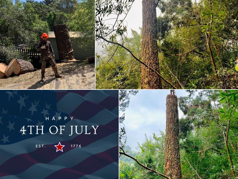 Williams Tree Service LLC