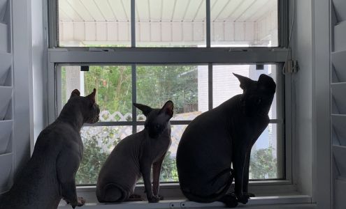 Comfy Kitty Cat Boarding