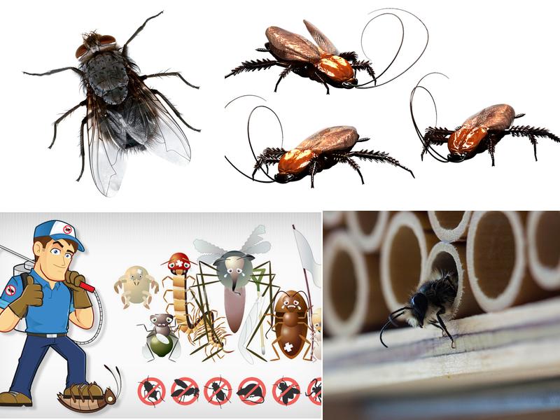 Little David Pest Control, Inc.