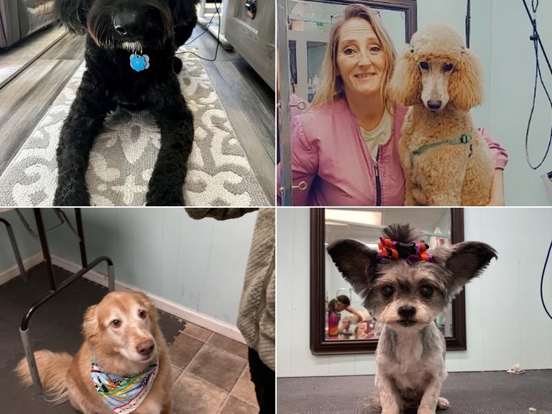 All About Dogs Grooming Salon