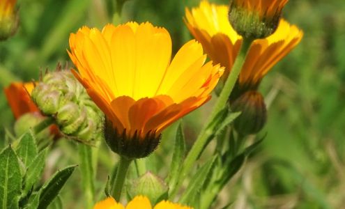 Floral Supply Syndicate