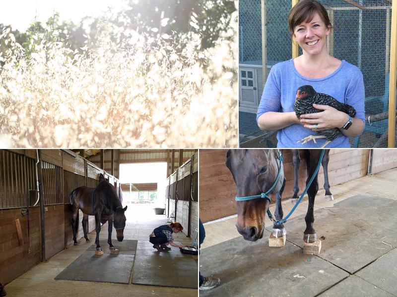 Zephyr Equine Veterinary Services