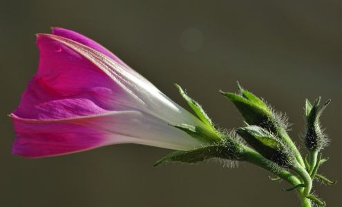 Oregon Flower Growers Association