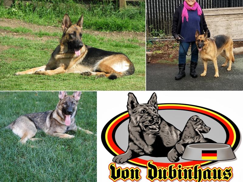 Von Dubinhaus Dog training