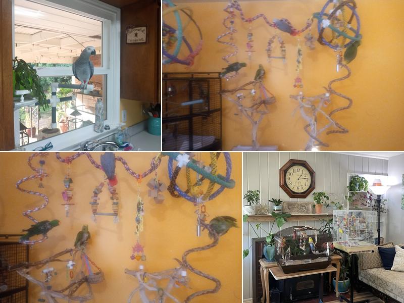 Loving Care Bird Boarding & Services