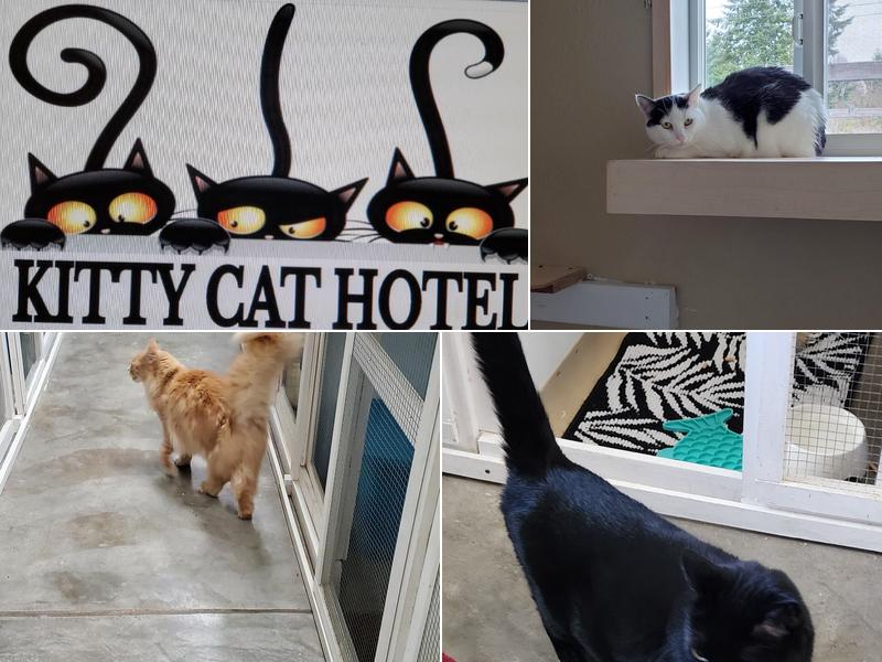 Kitty Cat Hotel Eugene