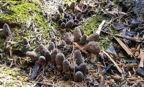 MycoLogical Natural Products