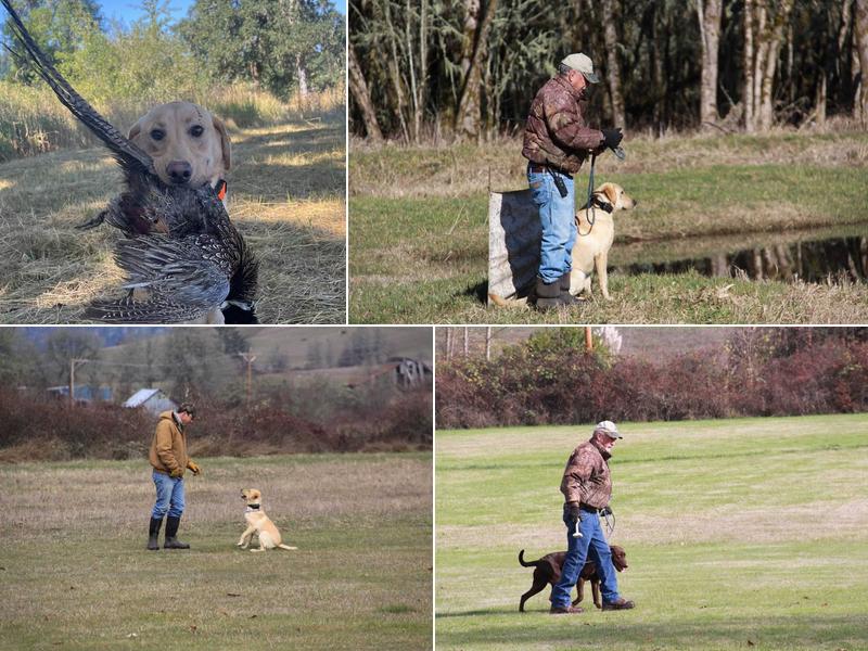 Coyote Creek Retrievers | Training • Breeding • Boarding