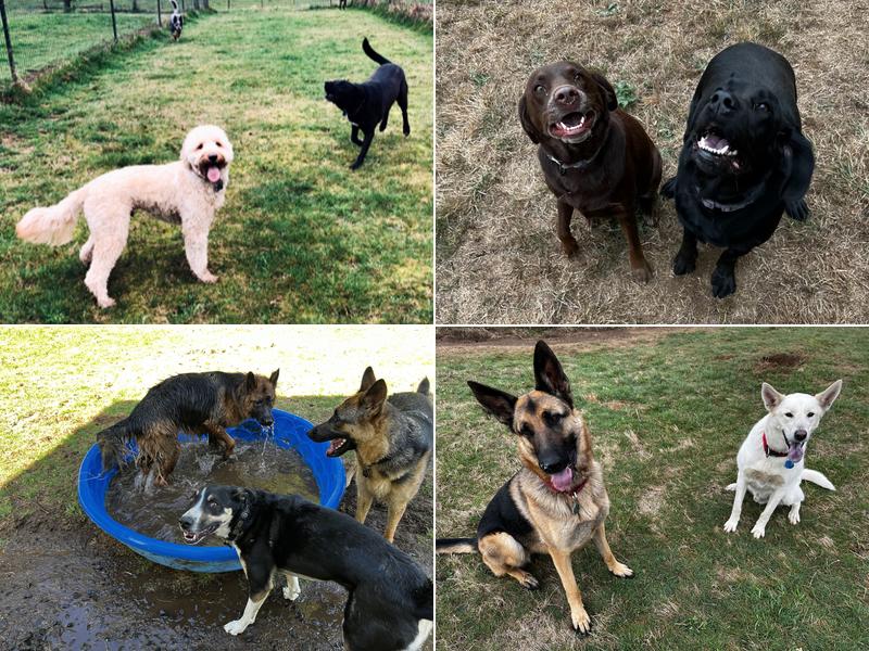 Bark Run Play dog boarding and daycare