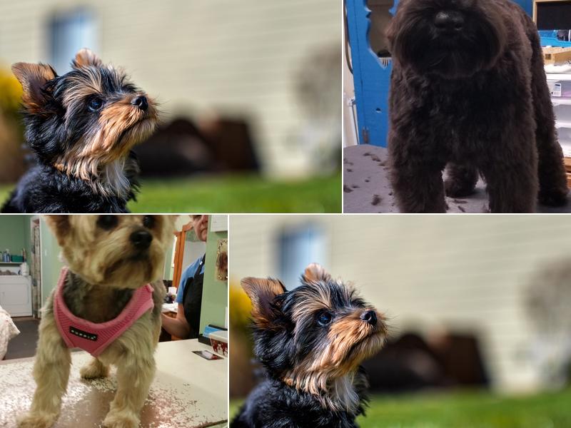 Purrfect Paw Pet Grooming