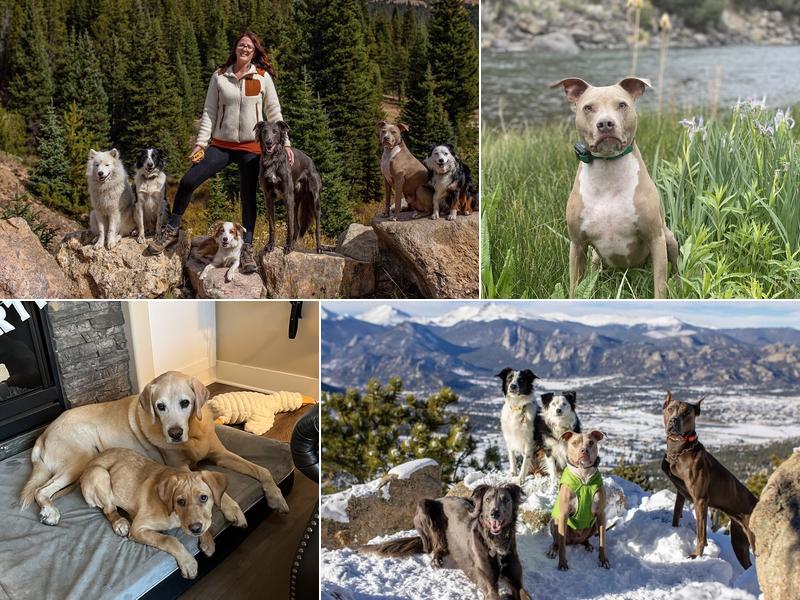 Flash Dog Training, LLC