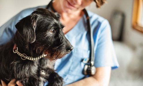 Ally Urgent Veterinary Care