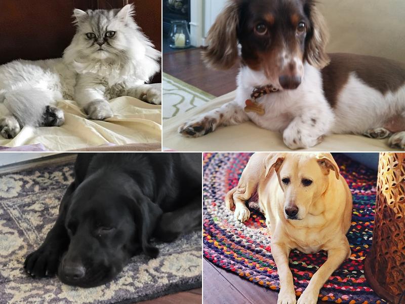 Holland Oaks Veterinary Hospital