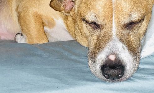 Doggie Stylin' Pet Salon 333 S Witchduck Rd, Virginia Beach Virginia 23462