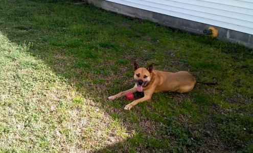 Pound Puppies Pet Sitting