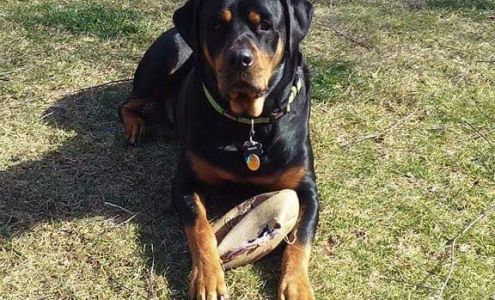 Nansemond Pet Cremation Services