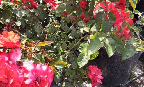 Green Picachos Nursery Somis