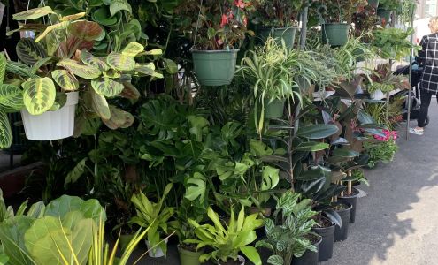 Jessi Foliage And Plants