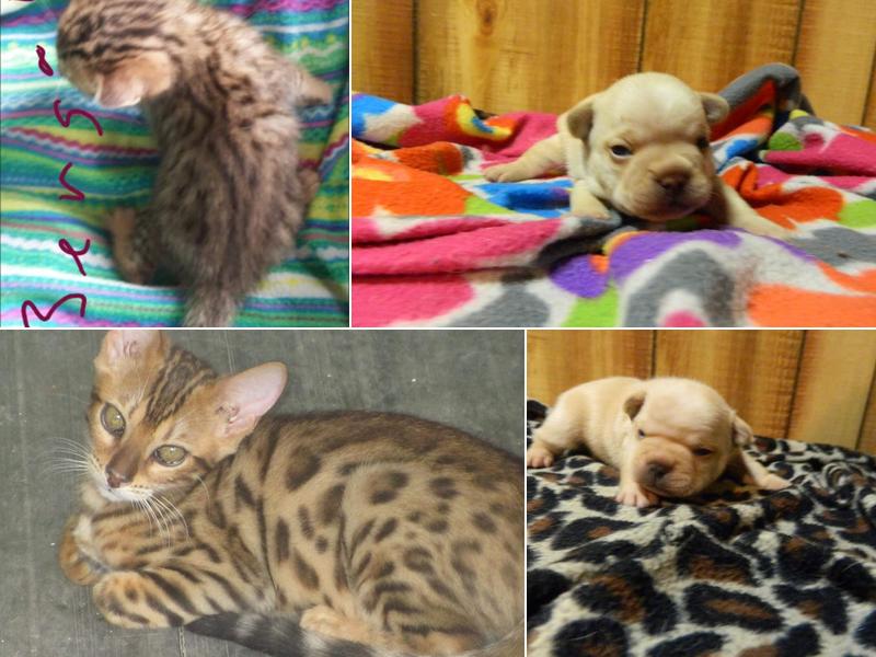 Falkenhorst K-9 Training Inc