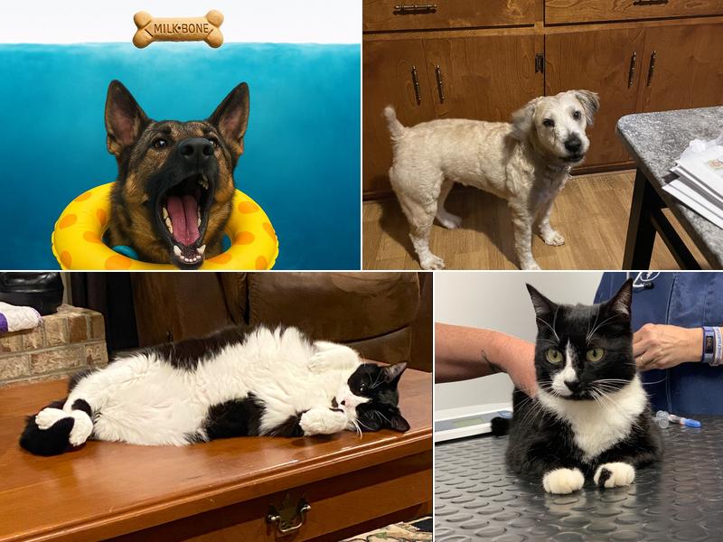 Oak Hill Veterinary Care & Pet Resort