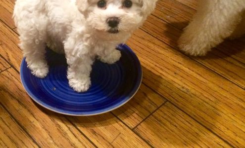 Adorable Pet Grooming