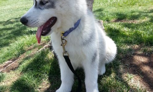 Mass Siberian Husky Breeder Uxbridge