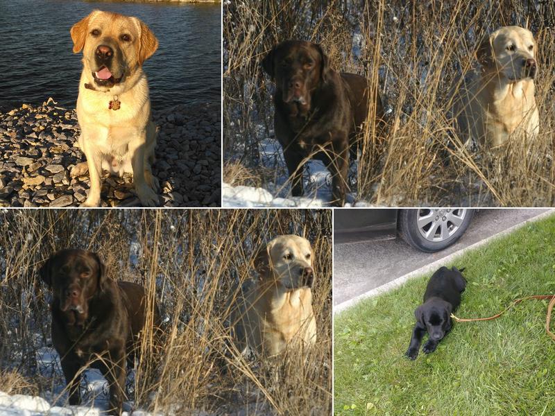 Shamrock Acres Kennels