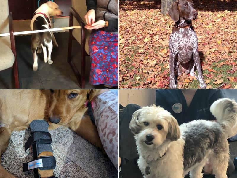 HEAL Integrative Veterinary Center