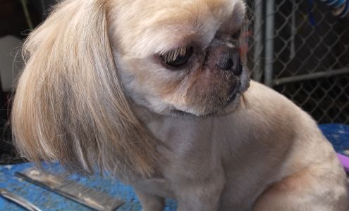 PAWS- atively PURR-fect Pet Grooming And Rescue Abrams