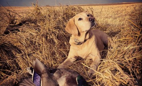 Field of Dreams Kennels N5116 12 Corners Rd, Black Creek Wisconsin 54106