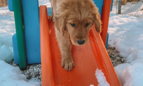 Red Wing Boarding Kennels N51W22289 Lisbon Rd, Sussex Wisconsin 53089