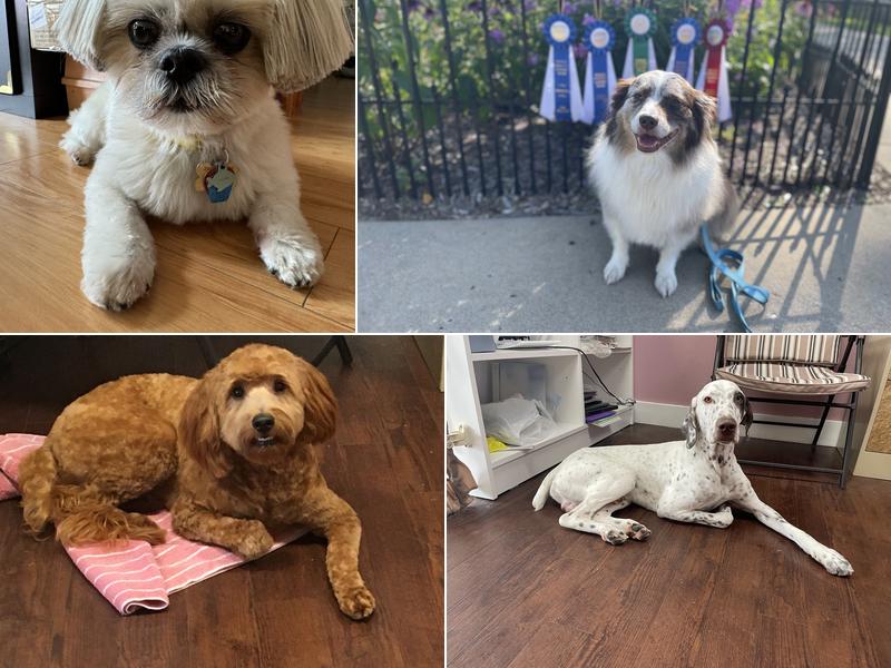 Loving Touch Pet Spa and Training