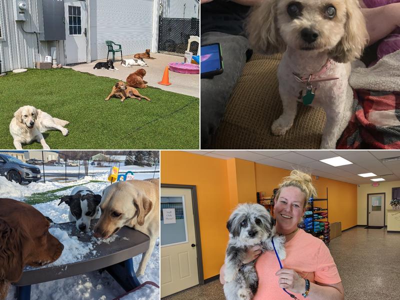 It's A Dog's World LLC