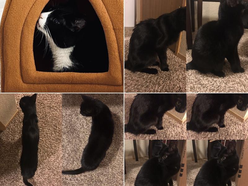 Feline Hyperthyroid Treatment Center