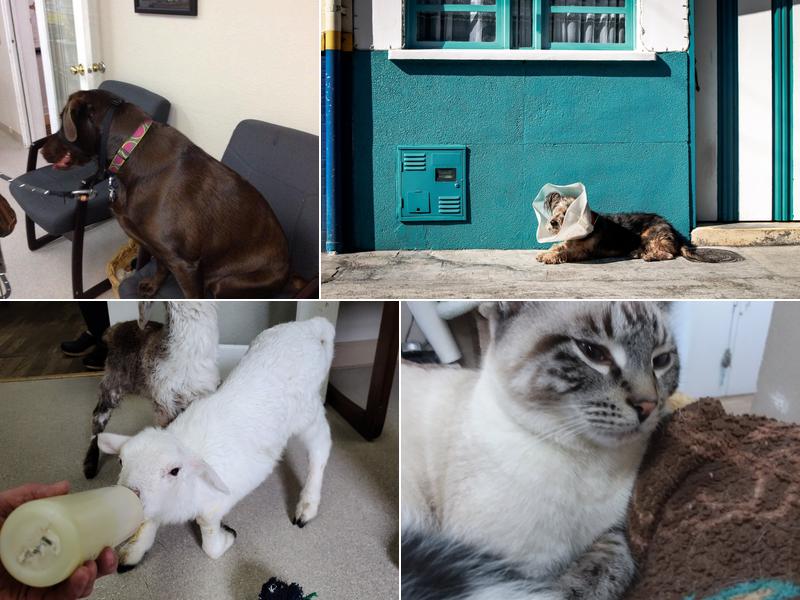 Maple Leaf Pet Corner