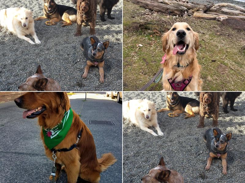 Camp Crockett Dog Day Camp