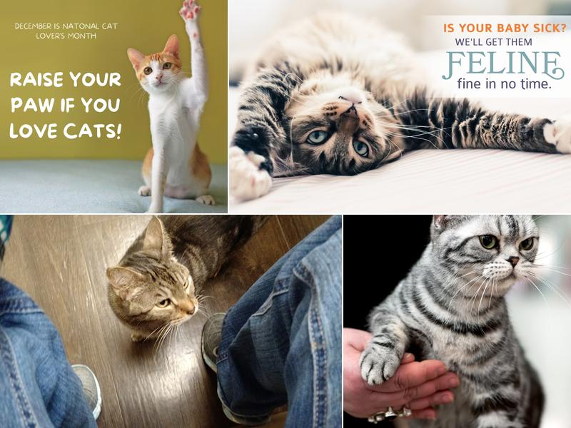 All About Cats Veterinary Hospital