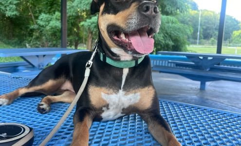 Good Behaviors K9 Training