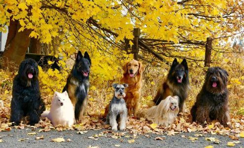 West Plains Canine School