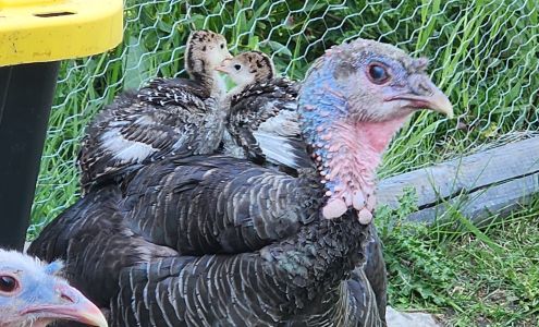 Rocky Feed Solutions Rocky Mountain House