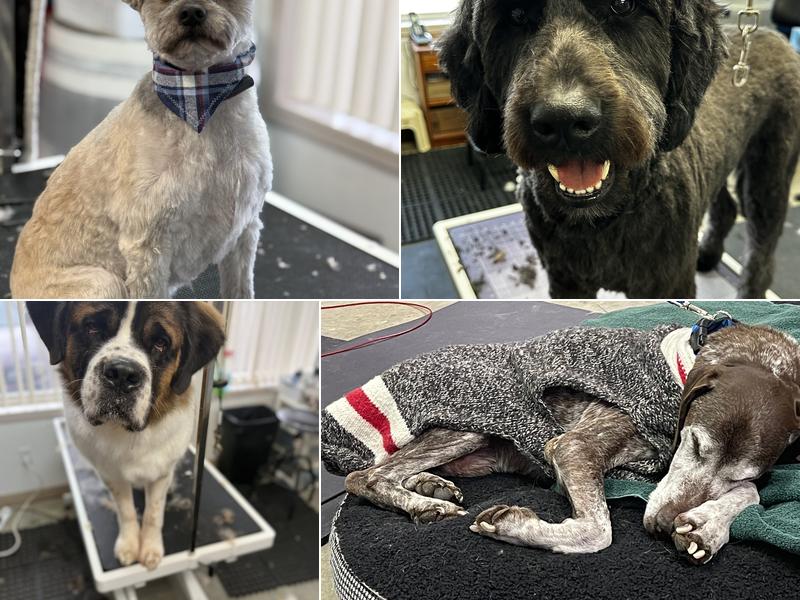 Kiss My Mutt Grooming and Doggy Daycare