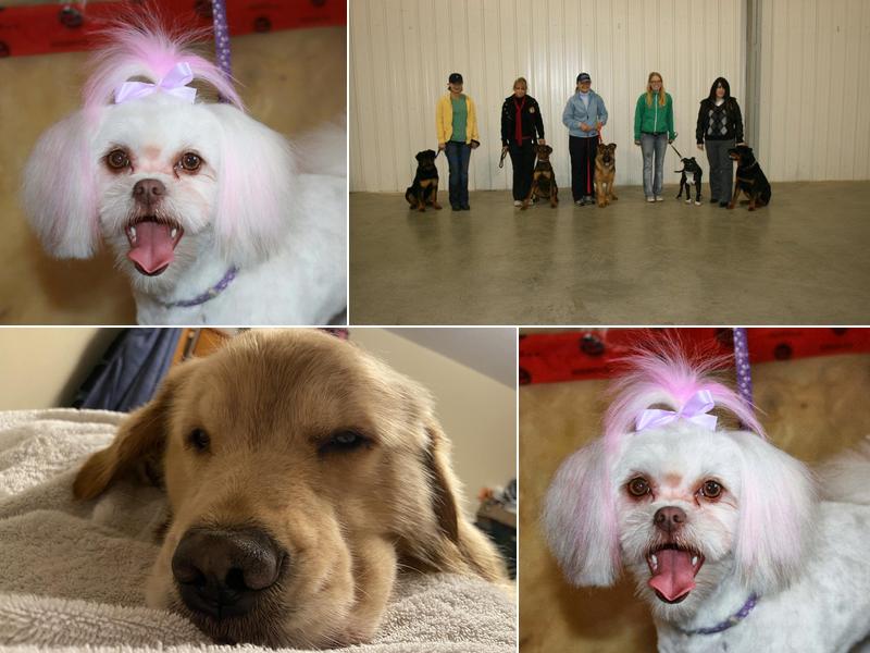 Paws-itive K9 Academy