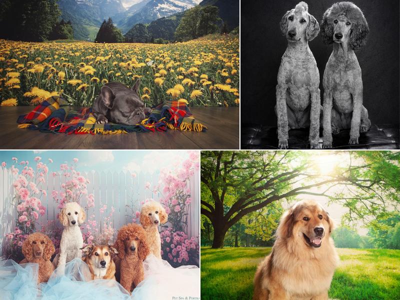 Pet Spa & Portraits