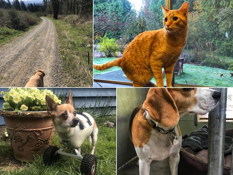 Tiger Mountain Kennel