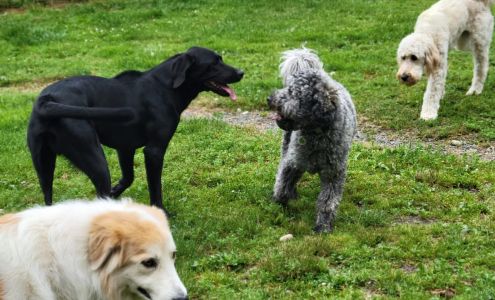 Mountain View Dog Ranch