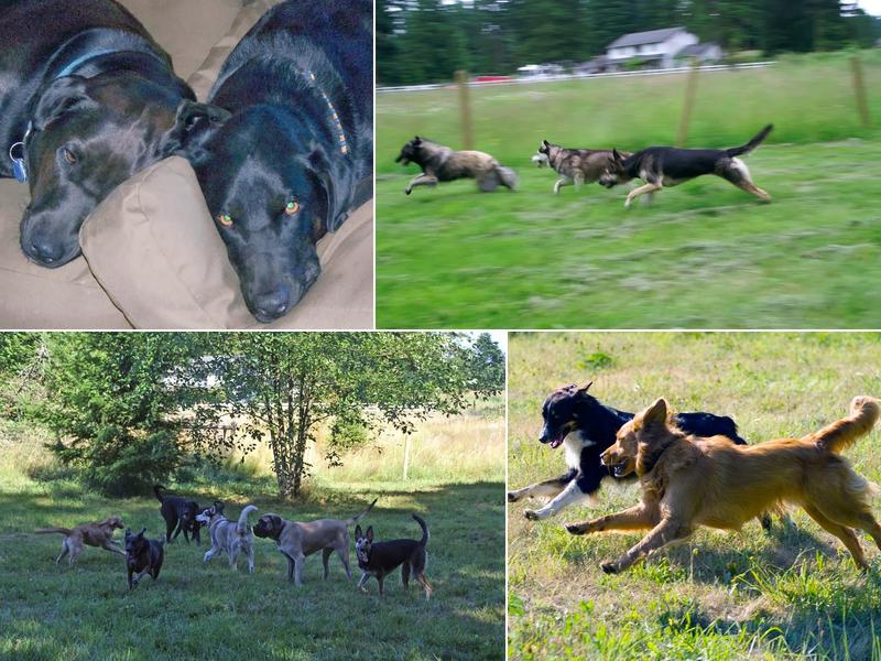 Hobodog Haven Cage Free Dog Boarding