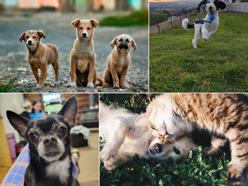 Cozy Critters Pet Sitter & Animal Care