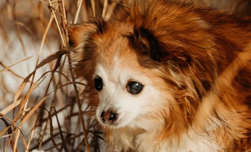 Lakeland Veterinary Clinic 530 Horse Lake Rd Unit 4, 100 Mile House British Columbia V0K 2E0